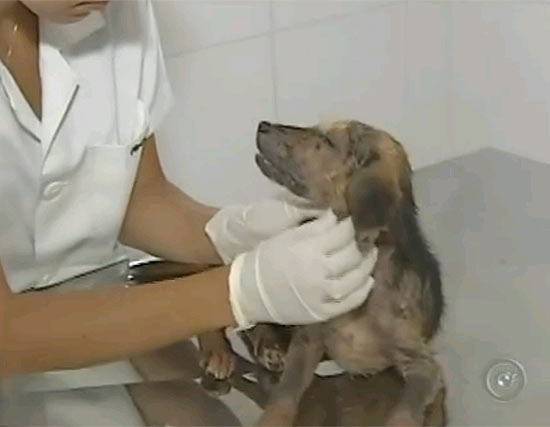 Titã, resgatado após ficar enterrado, é atendido por veterinária