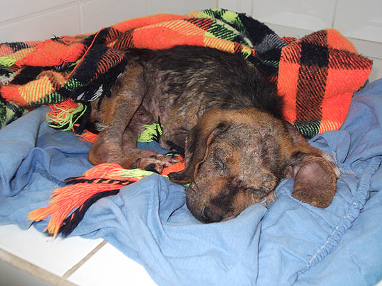 Titã, resgatado após ficar enterrado, é atendido por veterinária em Novo Horizonte (399 km de SP) 
