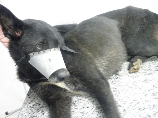 Cachorro se recupera após ser baleado pelo dono em Itajobi (SP); outros dois cães morreram