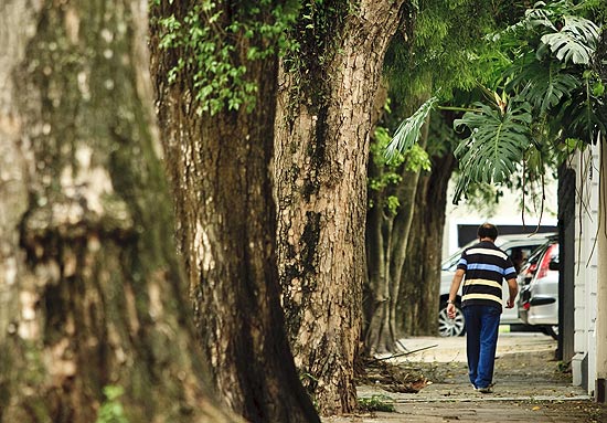 rvores na rua Atlntica, nos Jardins, em So Paulo. Bairro est infestado por pragas em suas rvores