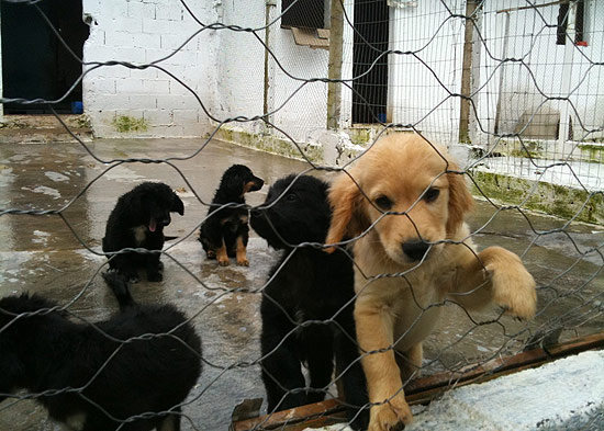 Cães resgatados pela ONG Cão Sem Dono, em Itapecerica da Serra, na Grande São Paulo