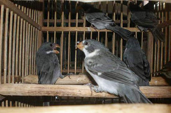 Pássaros resgatados do cativeiro pelo Ibama no Espírito Santo. 74 aves foram encontradas pelo órgão