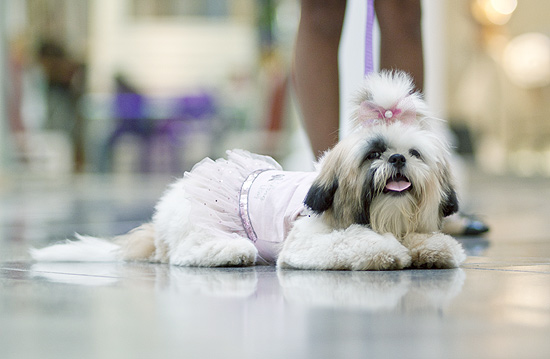 Bebel fantasiada de bailarina. A cachorra vai participar do 'CãoCurso' no shopping Higienópolis, centro de SP