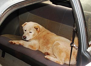 Cão se recusa a sair de carro apreendido pela polícia no Paraná; veículo havia sido furtado e foi encontrado 'depenado'