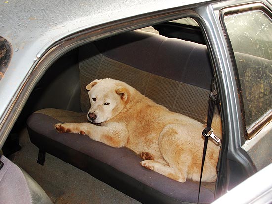 Cão se recusa a sair de carro apreendido pela polícia na cidade de Cascavel, no Paraná
