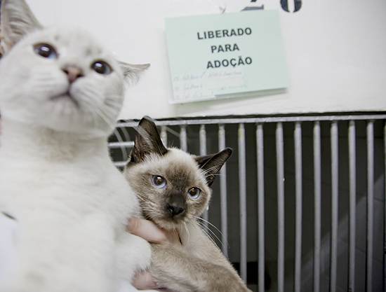 Gatos para adoção no (CCZ) Centro de Controle de Zoonoses (CCZ), em São Paulo (SP)