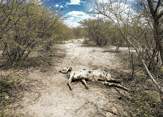 Carcaa de gado morto no agreste pernambucano, uma das reas atingidas pela forte seca no Nordeste