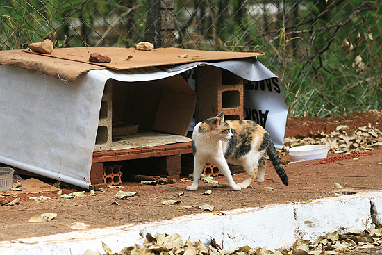 Abrigos para gatos montados no morro So Bento, em Ribeiro Preto