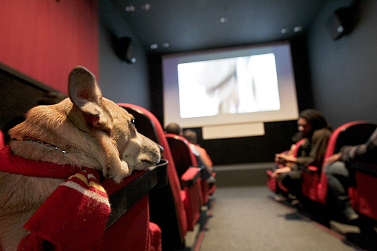 Evento "Pra Cachorro" tem cinema para os donos dos cães e seus animais com filmes temáticos em São Paulo