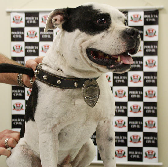 O cachorro Zeca, que foi resgatado em favela da zona leste de São Paulo