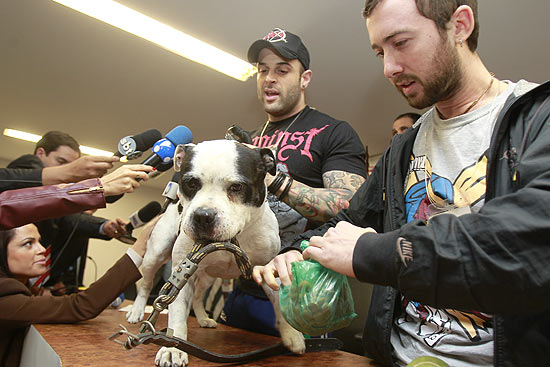 O cachorro Zeca, que foi resgatado em favela da zona leste de São Paulo