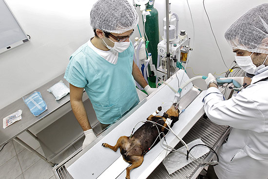 A cadela Lindinha passa por uma cirurgia no 1º hospital público para animais do Brasil