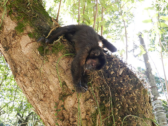Imagem mostra macaco-prego em rvore; animais foram encontrados mortos praa Pio 11, na zona sul do Rio