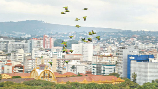 Bando de papagaios sobrevoa o céu de Porto Alegre