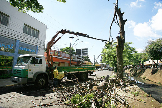 Funcionarios da Leao Ambiental fazem o corte de uma rvore condenada na avenida Francisco Junqueira