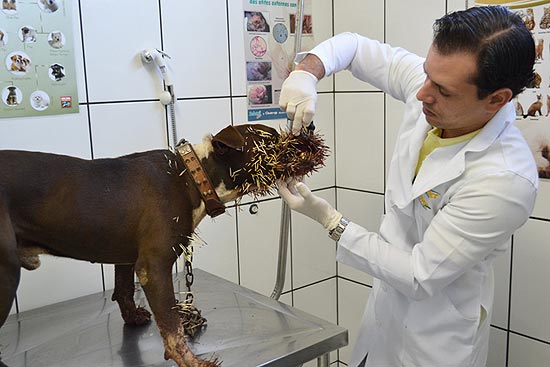 Pitbull atacado por porco-espinho é tratado por veterinário em Coxim