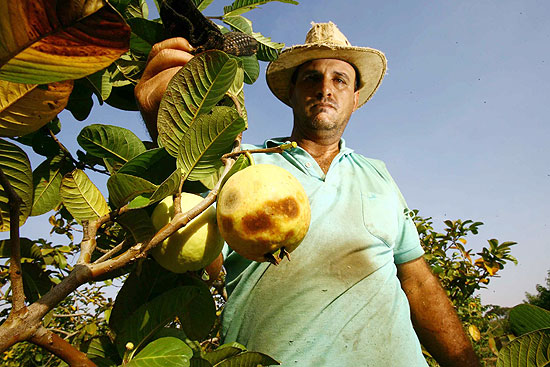 O administrador de fazenda Roberto Caetano mostra goiabas "cozidas" pelo sol forte em Taquaritinga