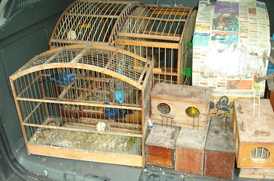 Polcia encontra 51 aves silvestres em casa na zona sul de So Paulo, onde seriam vendidas ilegalmente