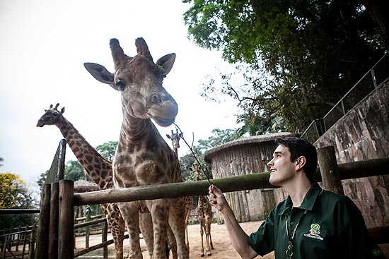 O zootecnista Henrique Luís Tavares, 35, com girafas no zoológico de São Paulo