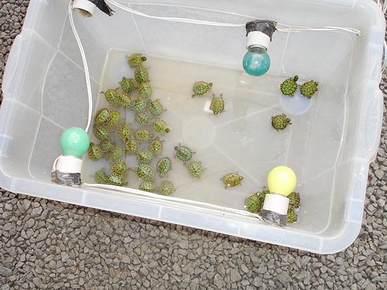 Tartarugas apreendidas durante operao contra o trfico internacional de animais no RS e em SP