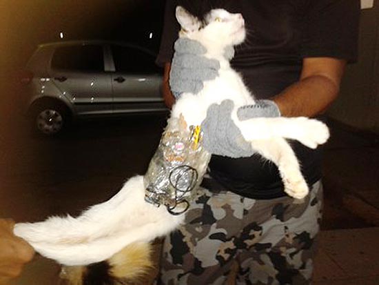 Agentes de um presídio em Arapiraca (AL) impediram que um gato entrasse na unidade transportando objetos