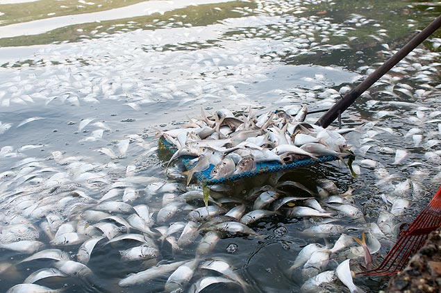 Funcionrios da prefeitura retiram peixes encontrados mortos na lagoa Rodrigo de Freitas; cerca de 20 toneladas foram removidas