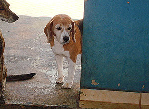 O cão Gabriel, da raça beagle