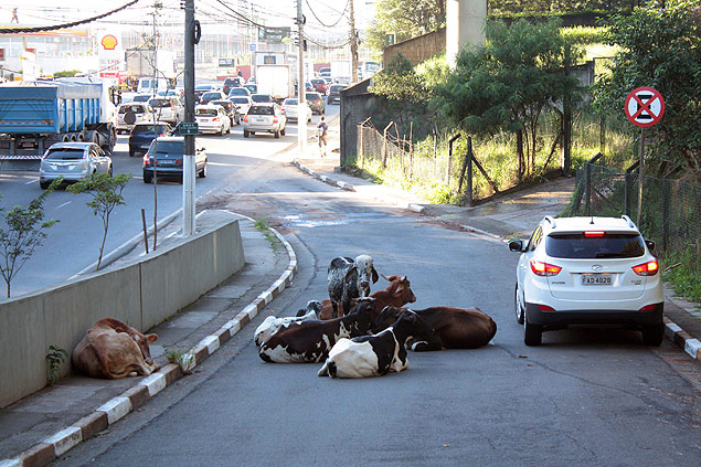 Animais atrapalham o trnsito no acesso  avenida Guido Caloi, na zona sul de So Paulo