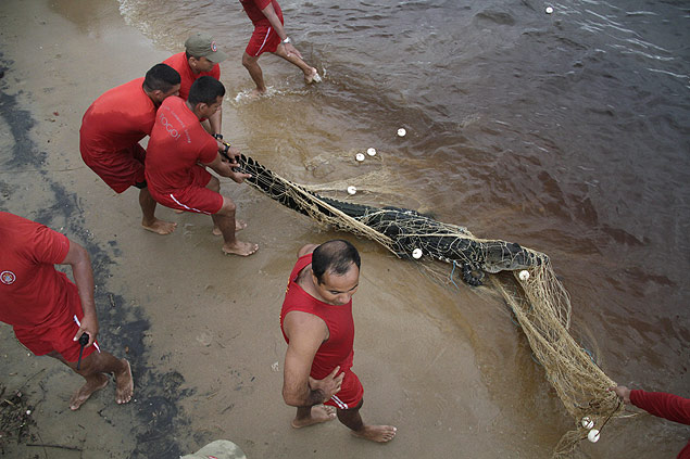 Jacar  capturado na praia da Ponta Negra, em Manaus (AM) 