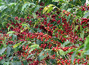 Caf cereja, em plantao de Altinoplis, no interior de SP