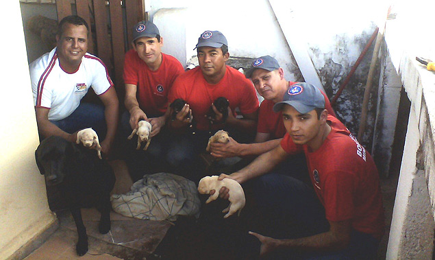 Bombeiros mostram filhotes da raça labrador resgatados após caírem no ralo em São Lourenço, em Minas