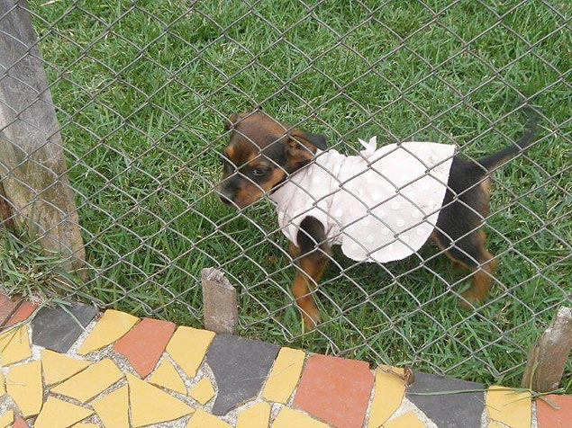 A cadela Luana foi adotada por uma família; outros seis filhotes foram queimados em terreno em Blumenau (SC)