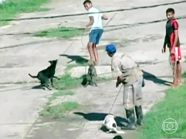 Os moradores da Ilha de Marajó, no Pará, recolhem cães soltos nas ruas da cidade; prefeito estaria dando dinheiro como recompensa