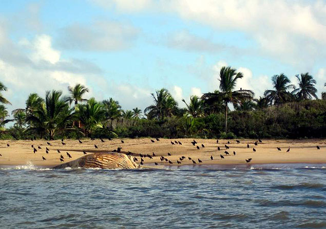 Baleia jubarte encontrada morta na Bahia pode ter sido atropelada por navio