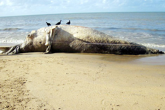 Baleia jubarte encontrada morta na Bahia pode ter sido atropelada por navio