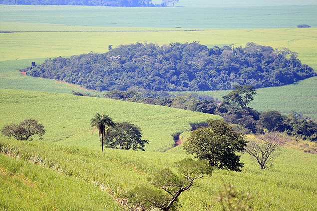 rea de reserva legal em fazenda no municpio de Batatais, na regio de Ribeiro Preto