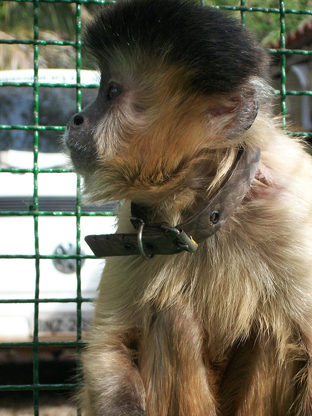 A macaca Carla, que durante 37 anos foi chamada de Chico por famlia de So Carlos, ter acompanhamento de ONG de Assis