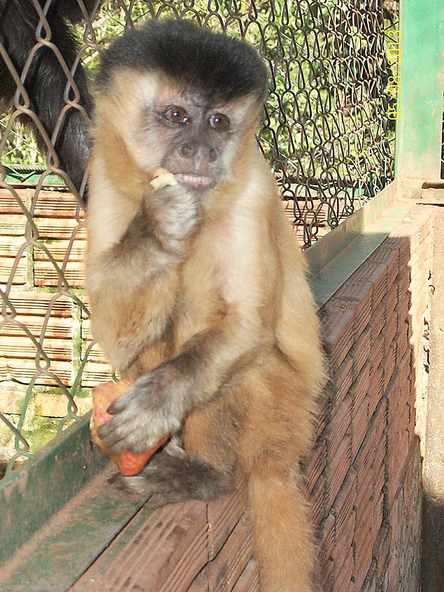 Macaco Chico, criado durante 38 anos como animal de estimao, em ONG de Assis