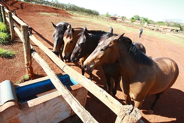 Consumo de carne de cavalo não é comum no Brasil, mas País é o 13º