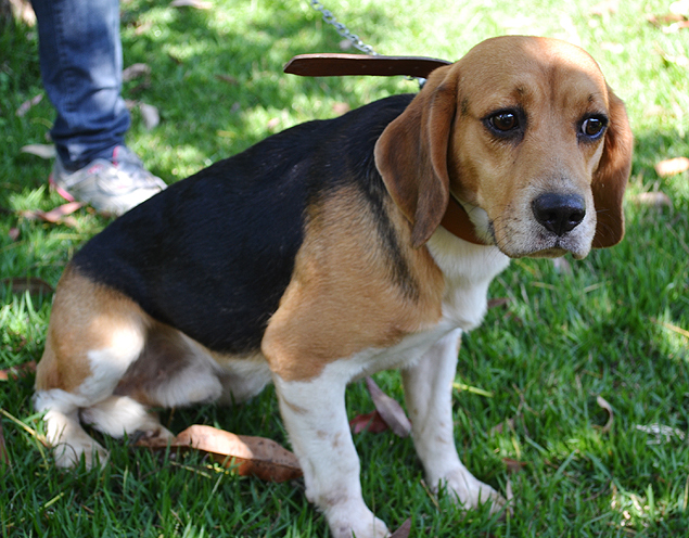 Beagle encontrado na rua por morador do bairro de Marmeleiro, em So Roque