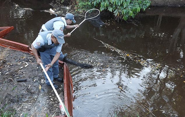 Policiais militares recolhem peixes mortos no rio So Domingos, em Santa Adlia (SP); autoridades estimam duas toneladas