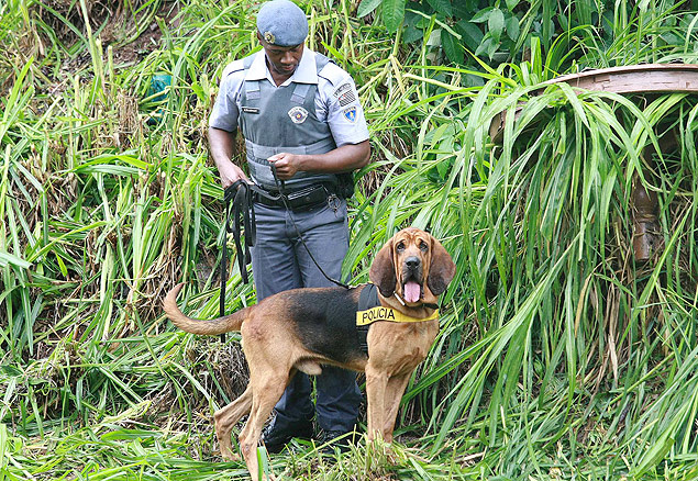 PM usa o co farejador Apache, da raa bloodhound, para procurar o menino Joaquim Ponte Marques, 3, em Ribeiro Preto
