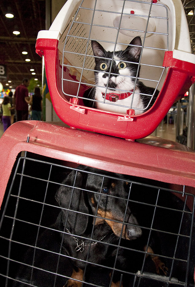 Animais embarcam em Guarulhos; passaporte será grátis 