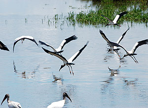 "Pantanal paulista" abriga peixes e aves migratrias importantes para o ecossistema