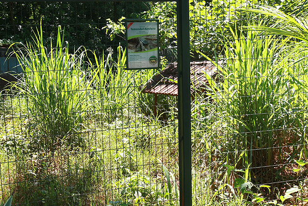 Mato alto atrapalha a viso da jaula do tamandu-bandeira no bosque Fbio Barreto, em Ribeiro Preto