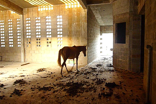 Atraído pelo mato que cresce em meio às obras, um cavalo pasta em presídio inacabado no Maranhão