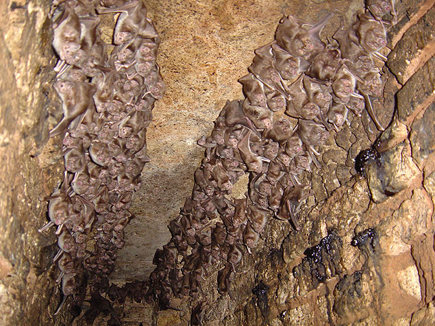 Morcegos, animal transmissor da raiva, alojados no teto de uma casa rural de Descalvado