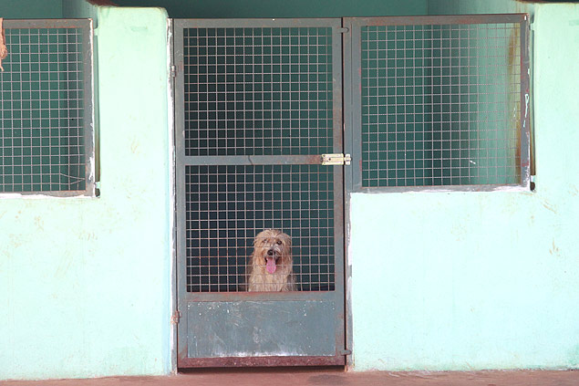 Cachorro que foi recolhido de ruas de Ribeiro Preto aguarda adoo em abrigo na cidade