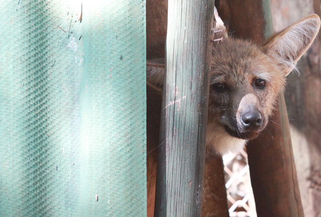 O lobo-guará Orfeu foi atropelado com seis meses de idade e permanece no zoológico de Ribeirão 