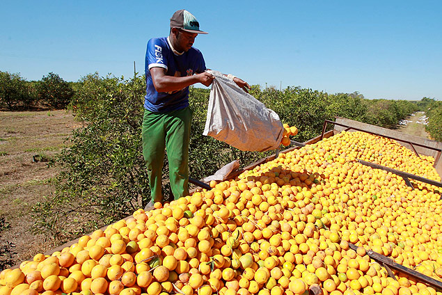 TAQUARITINGA, SP, BRASIL, 21-07- 2014: Trabalhadores rurais carregam caminho com a laranja em fazenda em Taquaritinga SP. O estoque de suco de laranja nas indstrias caiu em relao  safra passada, segundo dados da CitrusBR.( Foto: (Edson Silva /Folhapress ) ***REGIONAIS***EXCLUSIVO FOLHA***
